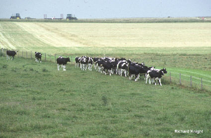 Dairy herd followers